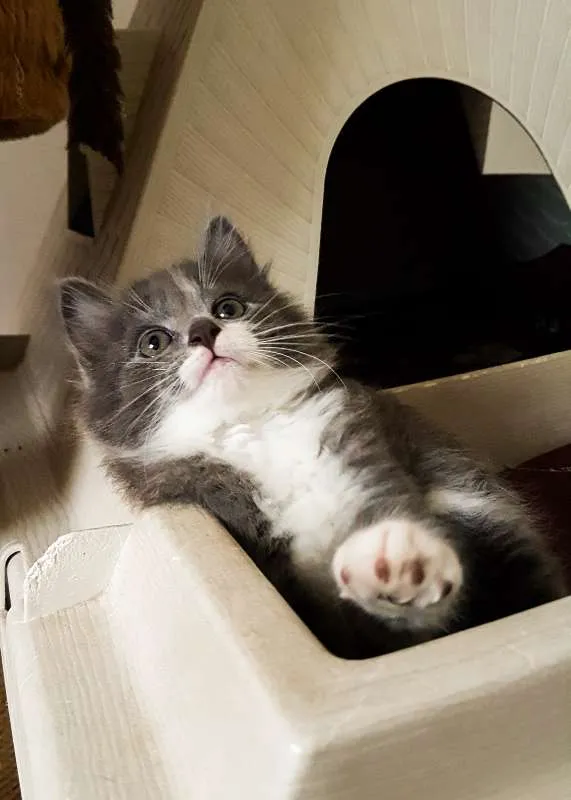 Gato ra a SRD idade 2 a 6 meses nome Cinzinha