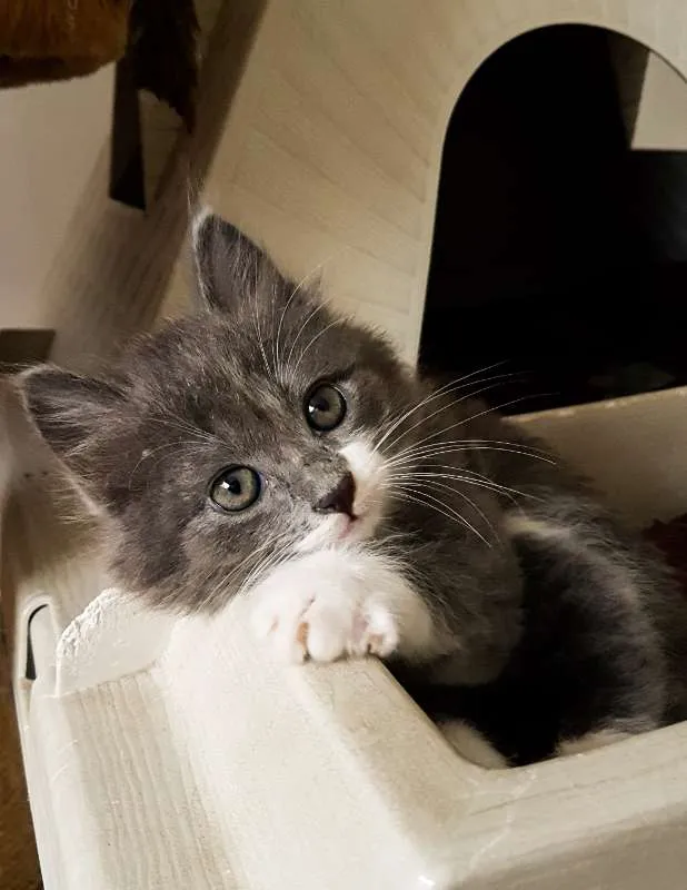 Gato ra a SRD idade 2 a 6 meses nome Cinzinha
