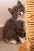 Cinzinha