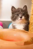 Cinzinha