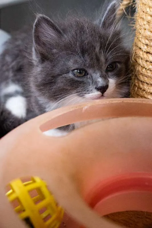 Gato ra a SRD idade 2 a 6 meses nome Cinzinha