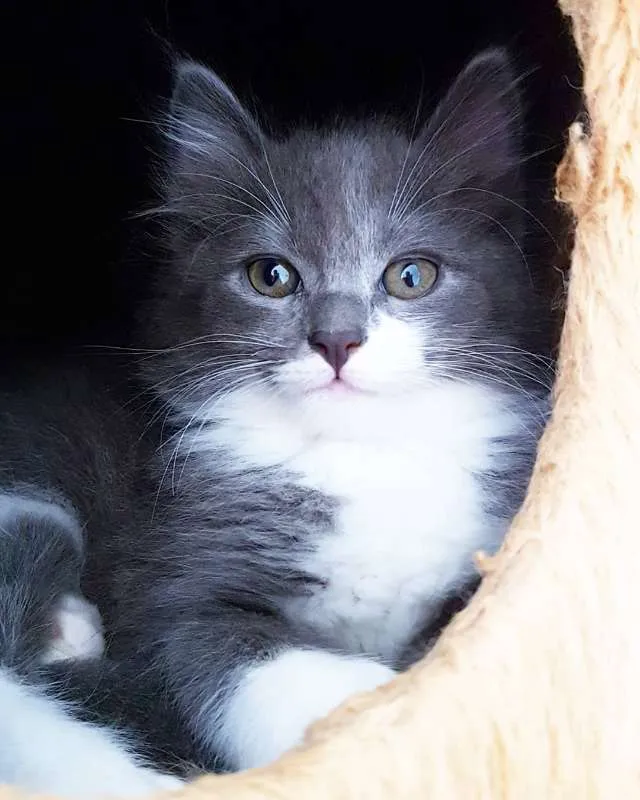 Gato ra a SRD idade 2 a 6 meses nome Cinzinha
