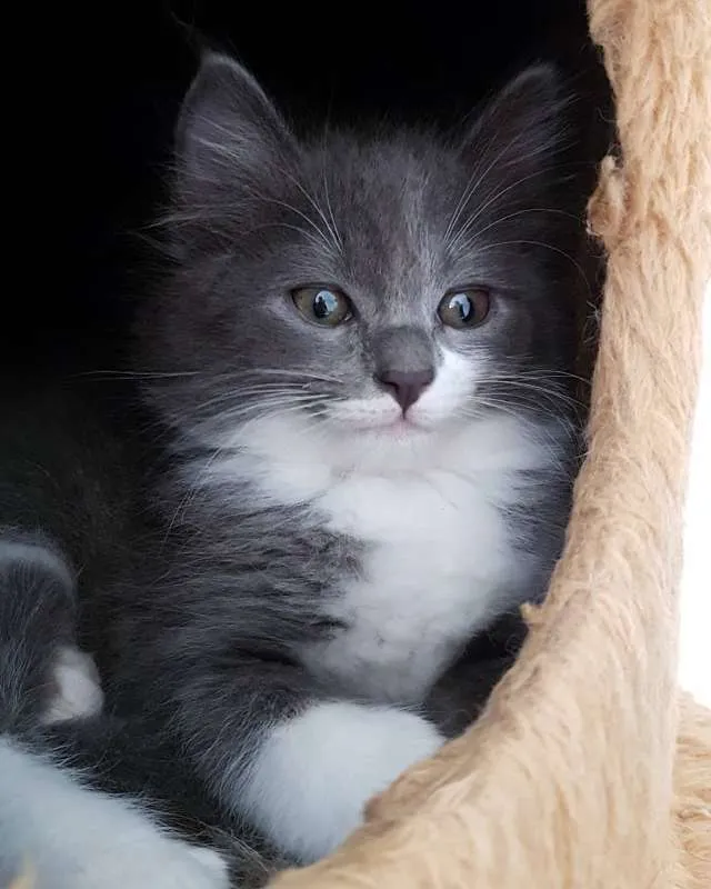 Gato ra a SRD idade 2 a 6 meses nome Cinzinha