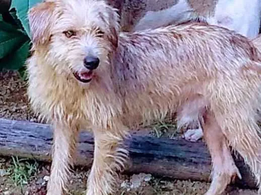 Cachorro ra a srd idade 1 ano nome Lucky