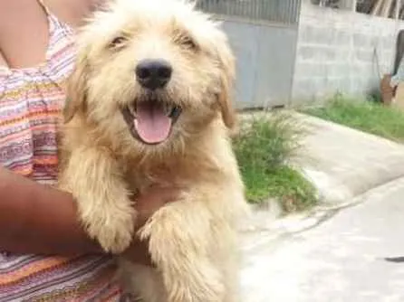 Cachorro ra a srd idade 1 ano nome Lucky