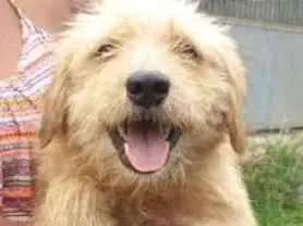 Cachorro ra a srd idade 1 ano nome Lucky
