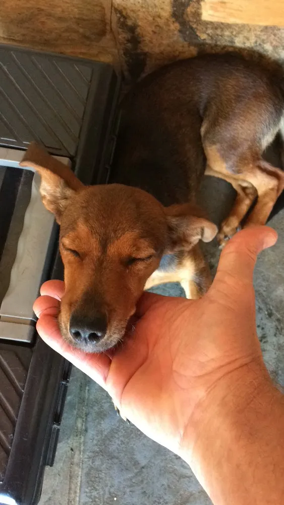 Cachorro ra a  idade 7 a 11 meses nome Sem nome