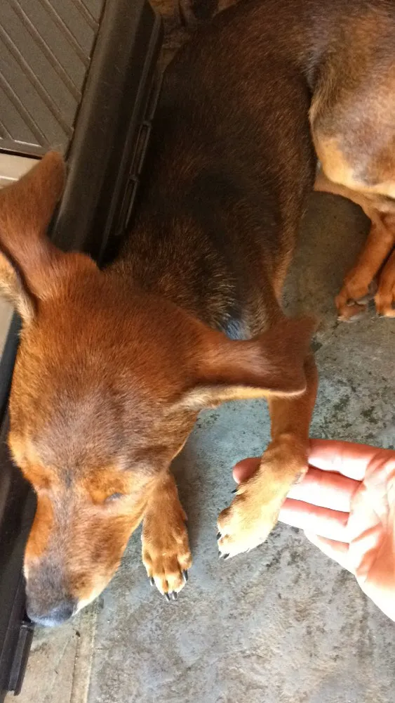 Cachorro ra a  idade 7 a 11 meses nome Sem nome