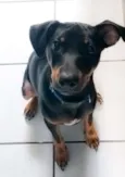 Paçoca