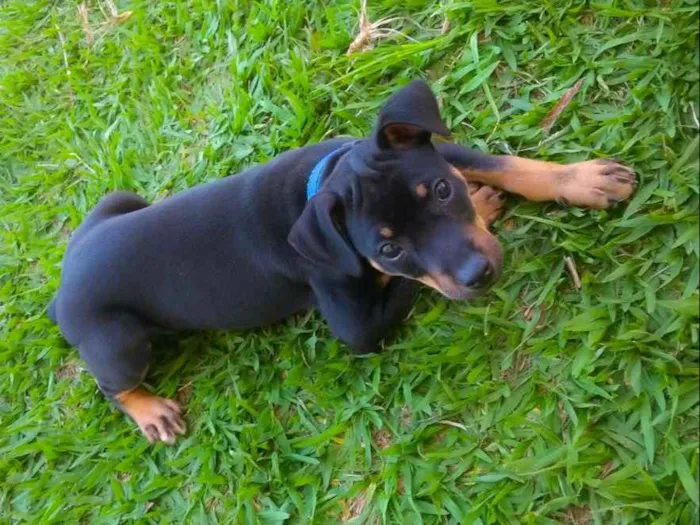 Cachorro ra a Pinscher idade 7 a 11 meses nome Paçoca