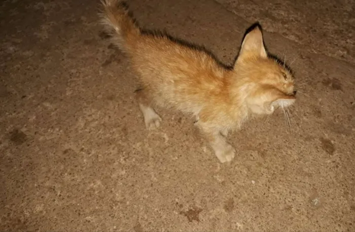 Gato raça Sem raça  idade Abaixo de 2 meses nome Sem nome
