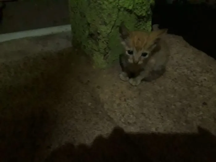 Gato raça Sem raça  idade Abaixo de 2 meses nome Sem nome