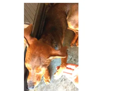 Cachorro raça  idade 7 a 11 meses nome Sem nome