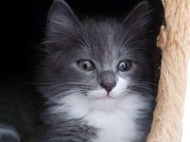Gato ra a SRD idade 2 a 6 meses nome Cinzinha