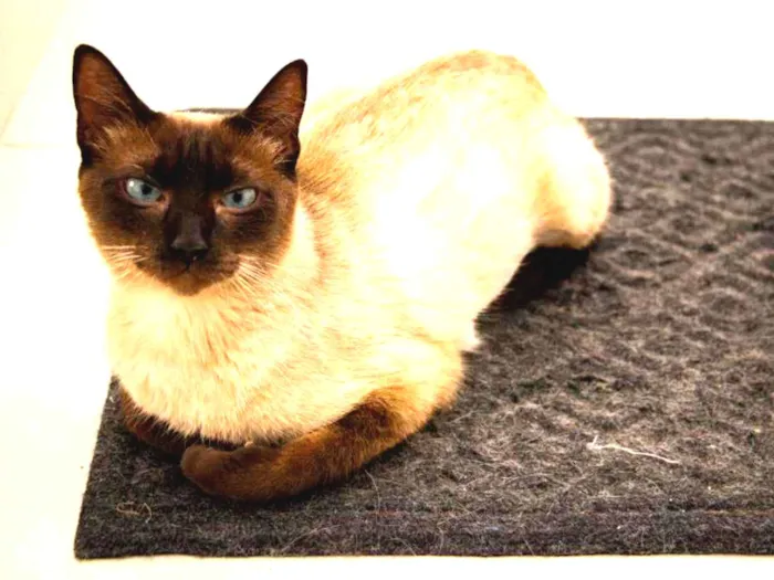 Gato ra a SRD idade 2 anos nome Jane