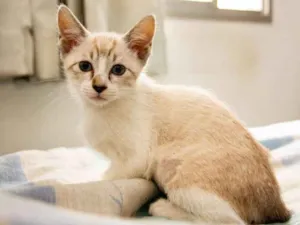 Gato raça SRD idade 2 a 6 meses nome Arya