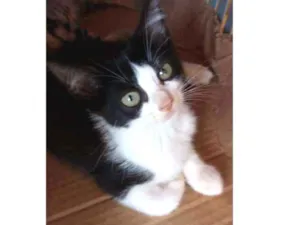 Gato raça SRD idade Abaixo de 2 meses nome Apolo
