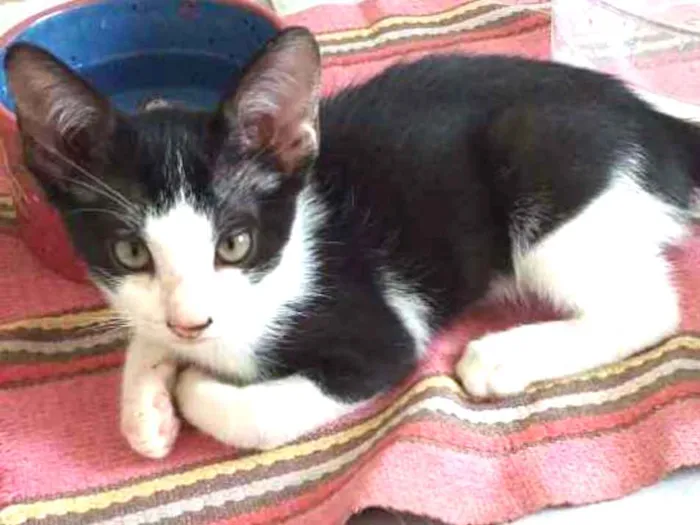 Gato raça SRD idade 2 a 6 meses nome Petite