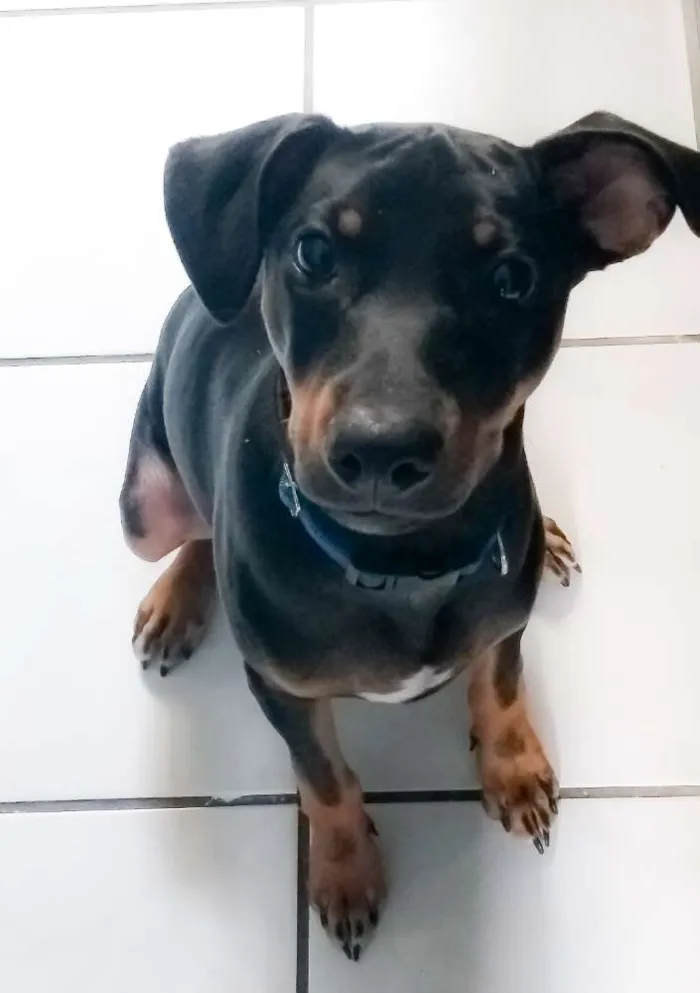 Cachorro ra a Pinscher idade 7 a 11 meses nome Gleice