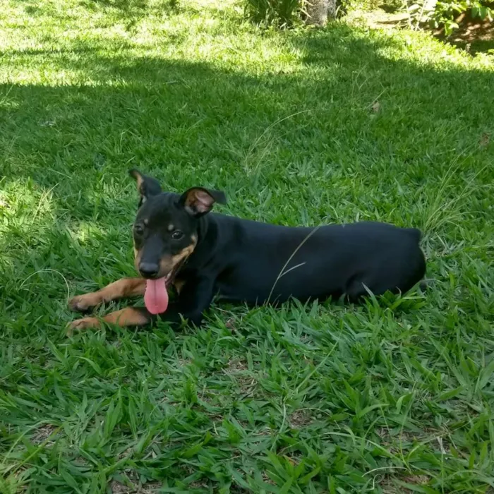 Cachorro ra a Pinscher idade 7 a 11 meses nome Gleice
