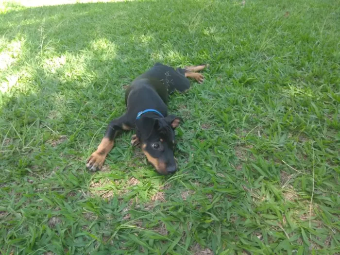 Cachorro ra a Pinscher idade 7 a 11 meses nome Gleice