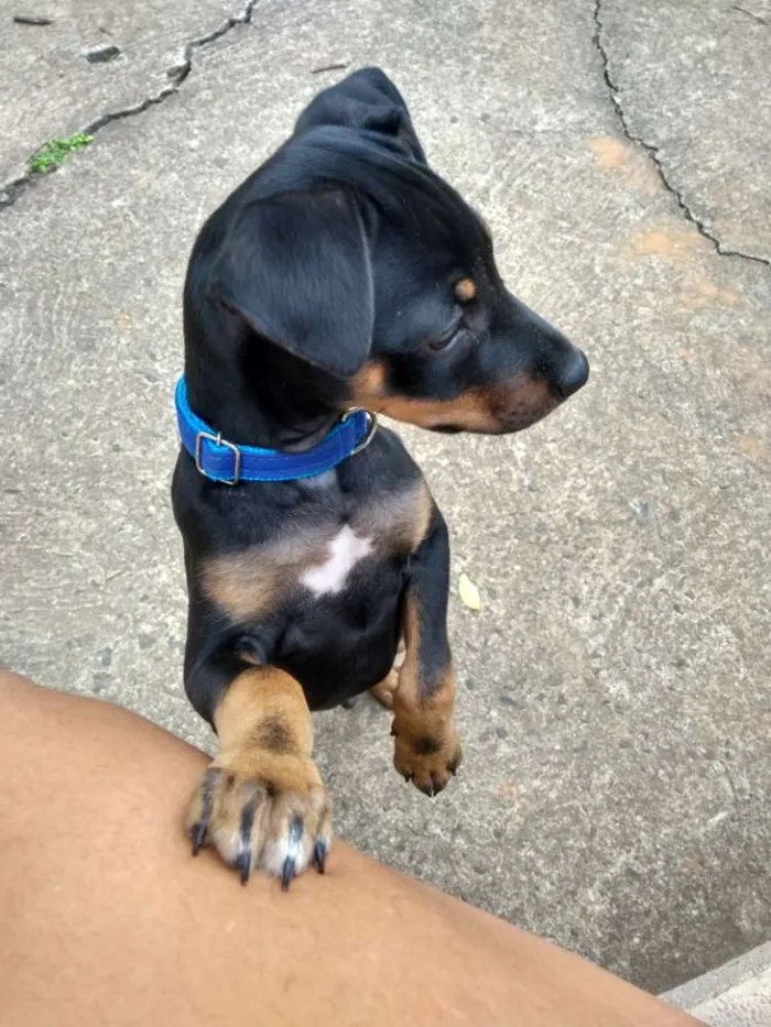 Cachorro ra a Pinscher idade 7 a 11 meses nome Gleice