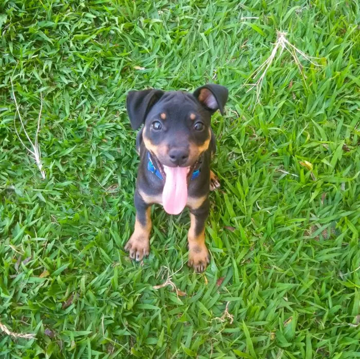 Cachorro ra a Pinscher idade 7 a 11 meses nome Gleice