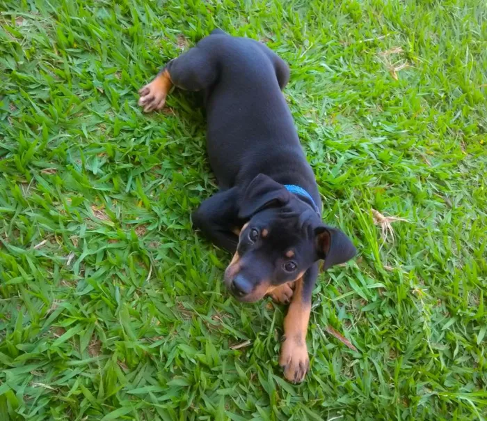 Cachorro ra a Pinscher idade 7 a 11 meses nome Gleice