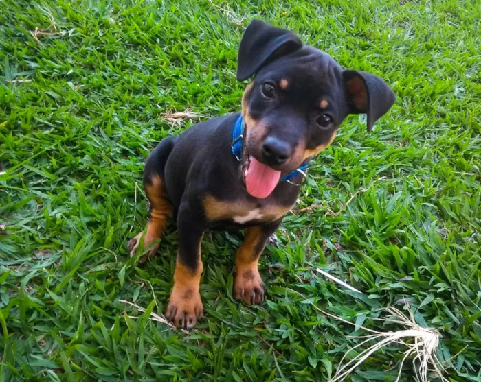 Cachorro ra a Pinscher idade 7 a 11 meses nome Gleice
