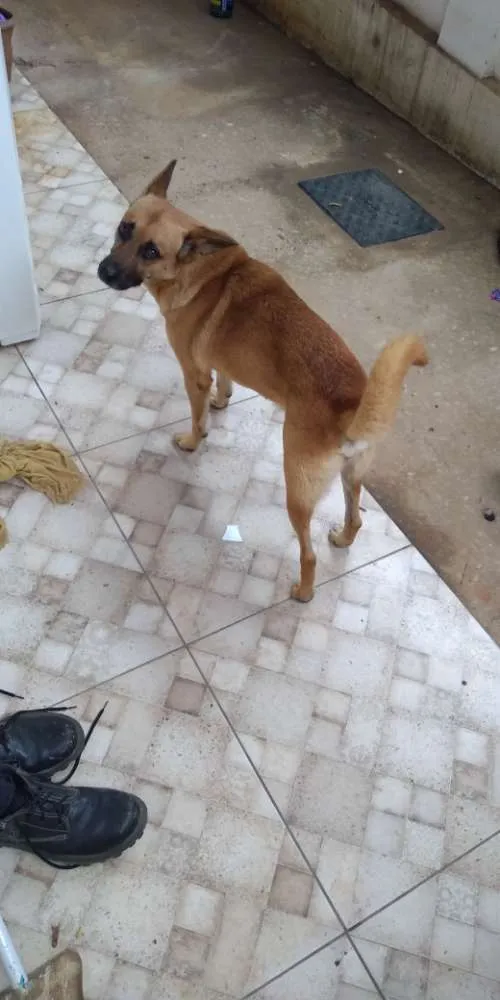 Cachorro raça Vira lata idade 4 anos nome Espanto