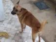 Espanto