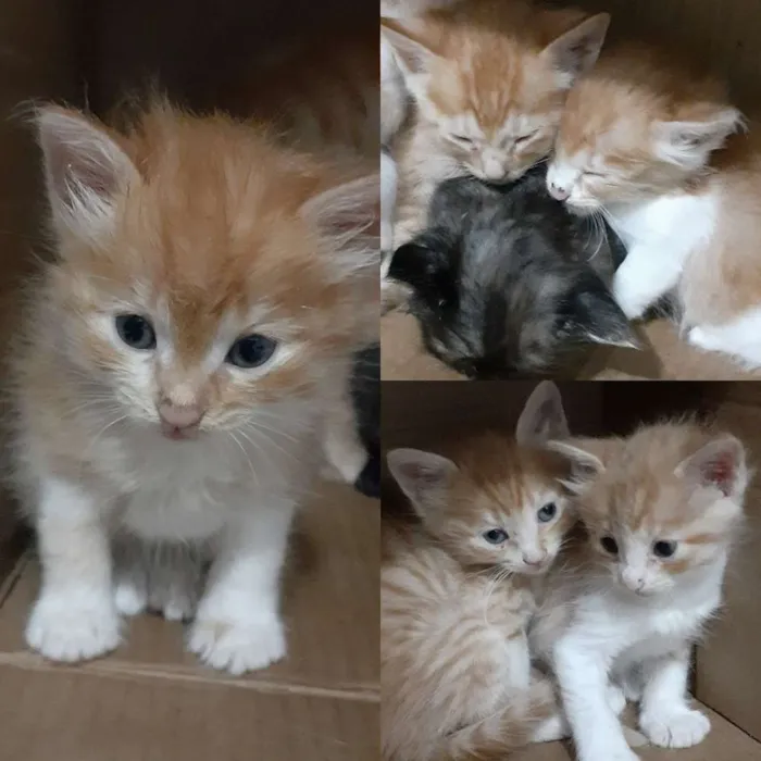 Gato ra a Vira lata idade 7 a 11 meses nome Branquinha