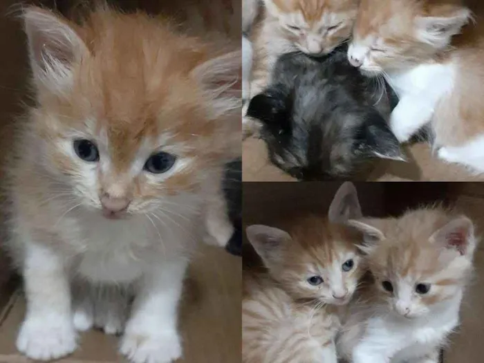 Gato ra a Vira lata idade 7 a 11 meses nome Branquinha
