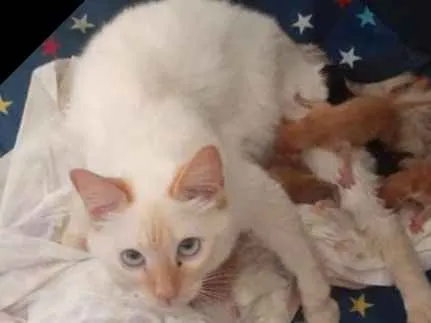 Gato ra a Vira lata idade 7 a 11 meses nome Branquinha