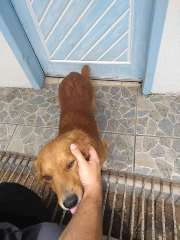 Cachorro ra a não sei idade 4 anos nome RABITO