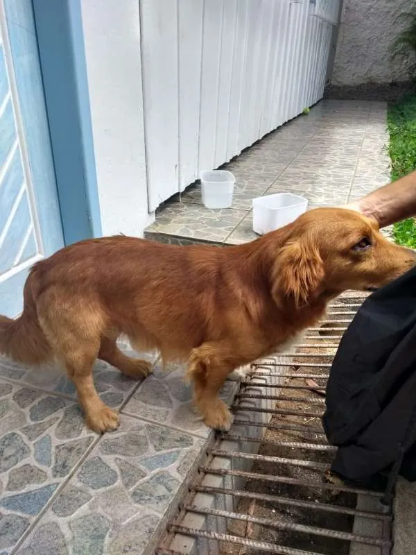 Cachorro ra a não sei idade 4 anos nome RABITO