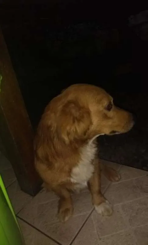 Cachorro ra a não sei idade 4 anos nome RABITO