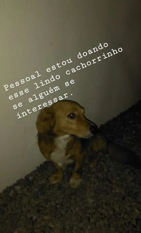 Cachorro ra a não sei idade 4 anos nome RABITO