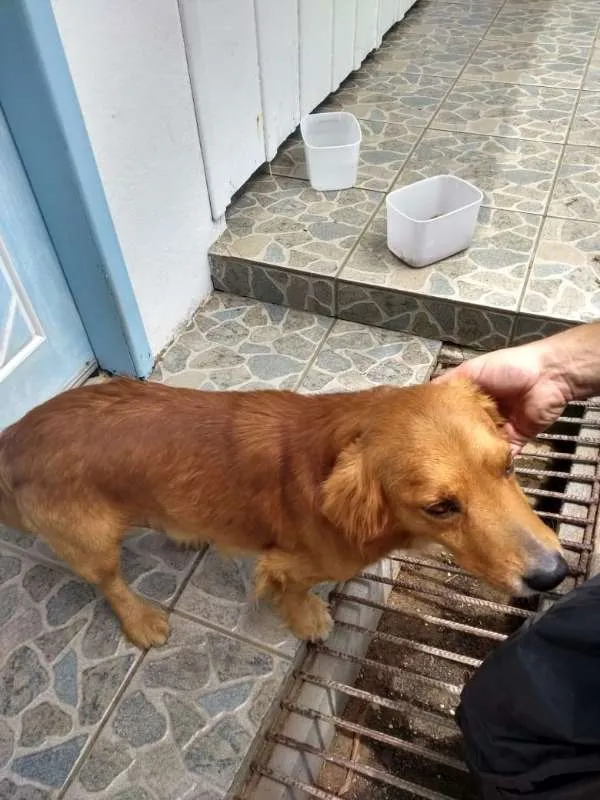 Cachorro ra a não sei idade 4 anos nome RABITO