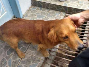 Cachorro raça não sei idade 4 anos nome RABITO