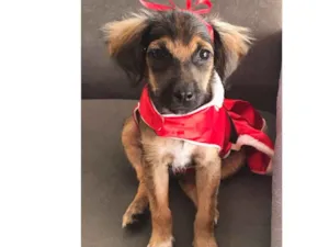 Cachorro raça sem raça definida  idade 2 a 6 meses nome BABALOO 