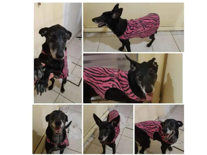 Cachorro ra a SRD idade 6 ou mais anos nome Menina