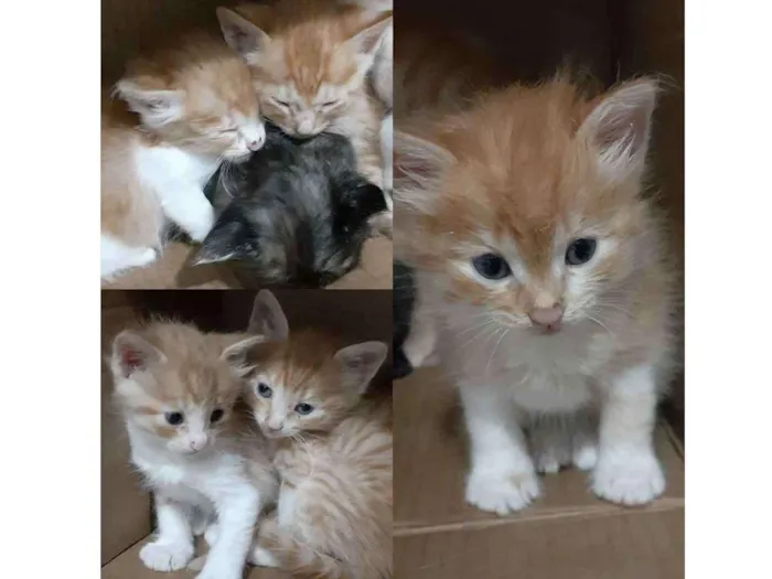 Gato ra a Vira lata idade 7 a 11 meses nome Branquinha