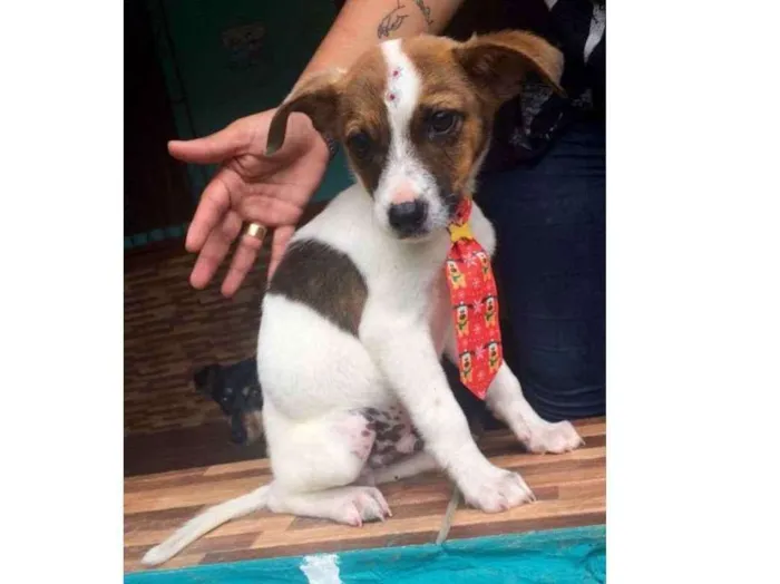 Cachorro ra a SRD idade Abaixo de 2 meses nome Pedrinho