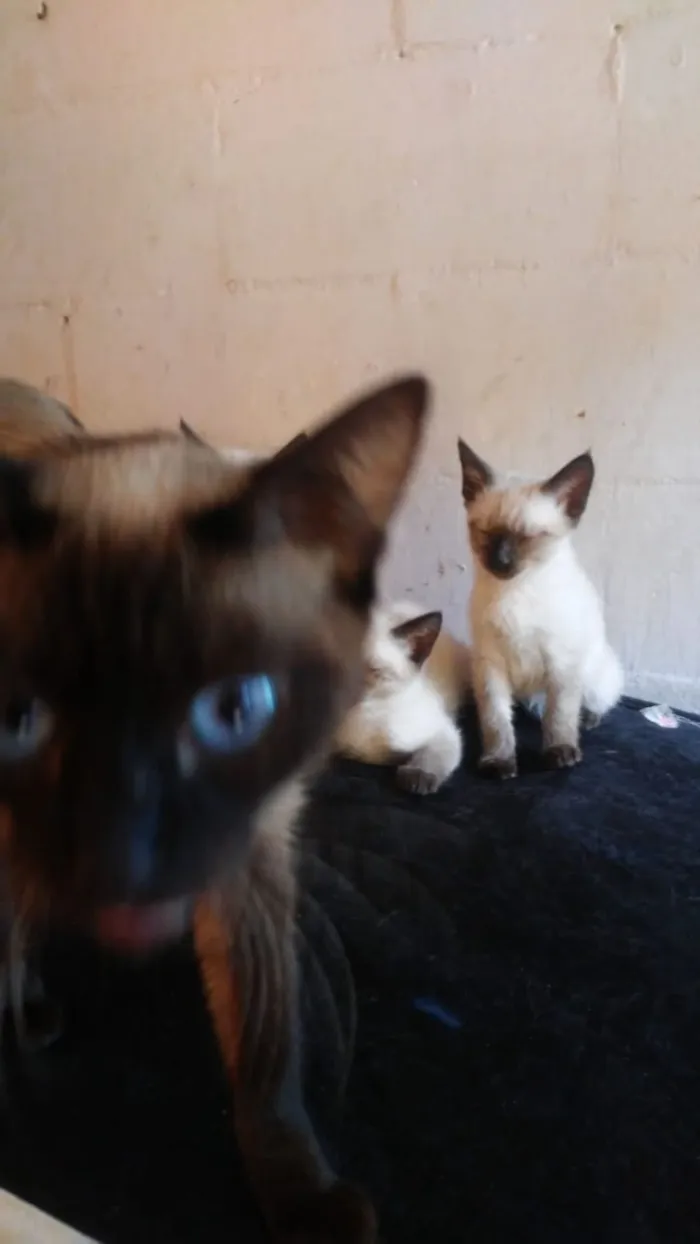 Gato ra a Siames idade 2 a 6 meses nome Ze / Luna/ fred