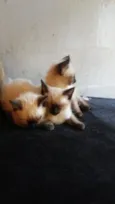 Ze / Luna/ fred