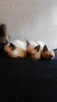 Ze / Luna/ fred
