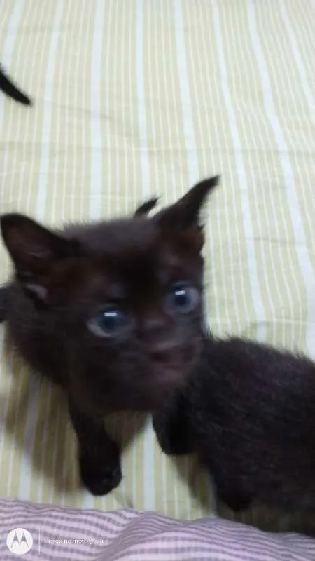 Gato ra a SRD idade Abaixo de 2 meses nome Blackinho