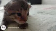 Raj