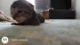 Raj